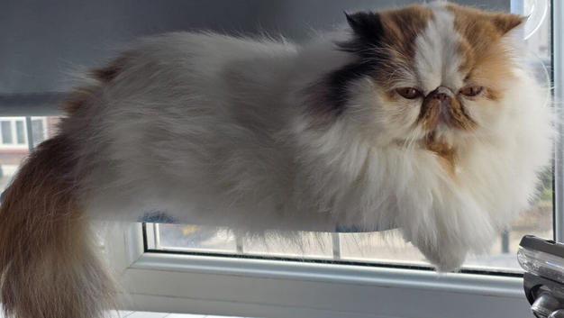 Beautiful Persian Cat for Loving Home