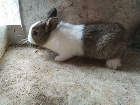 2 weeks old Dutch bunny's ready to reserve