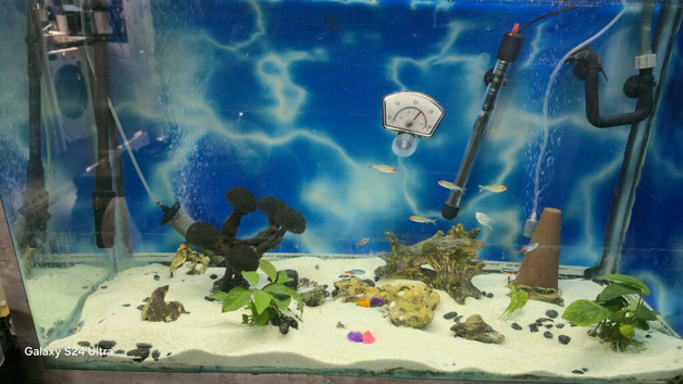 tropical fish,tank fish 185L