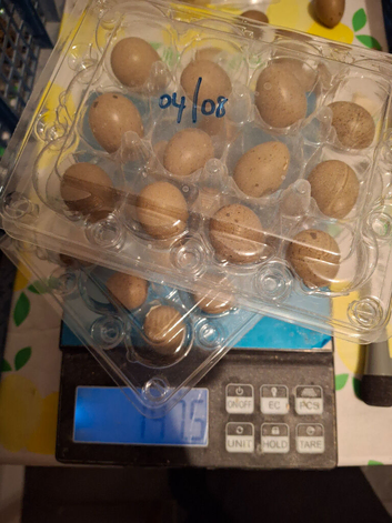 Chinese Painted Quail Hatching Eggs