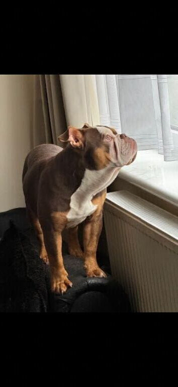 British bull dog just over 1