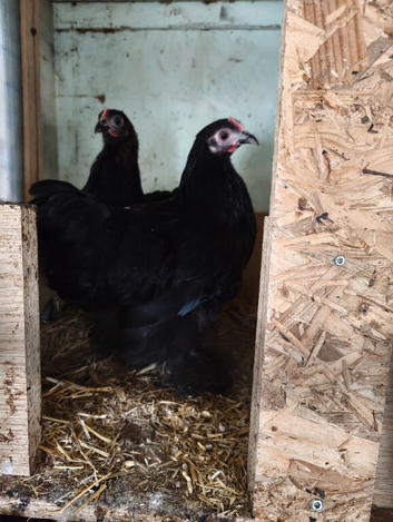 Trio young black pekins