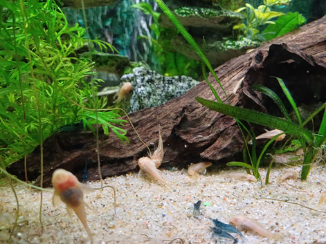 Albino bristlenose plecos