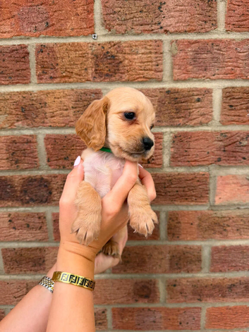 7 beautiful show cocker spaniels