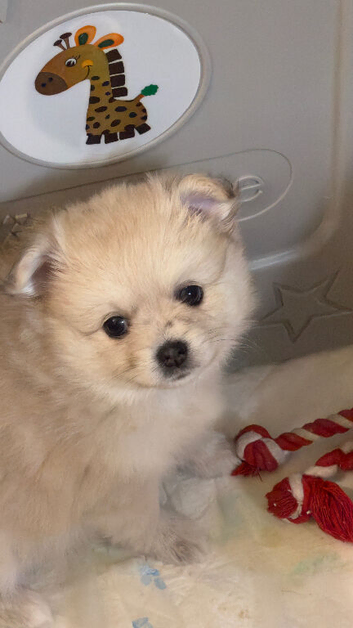9 week old female pomeranian puppy
