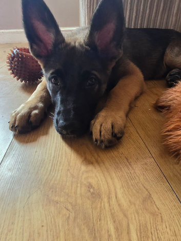 German sheperd x belgium mallinois (10 weeks)