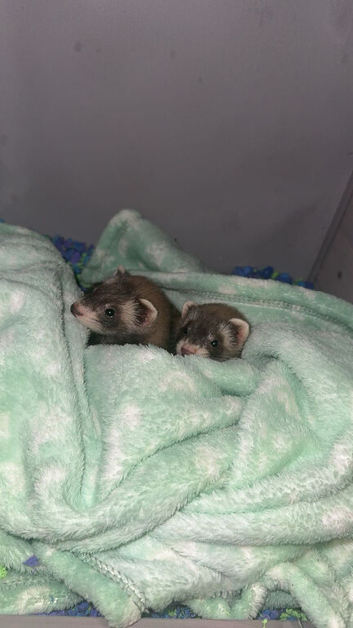 2 girl pet ferrets