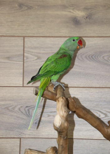 Baby Alexanderine Talking Parrot,18