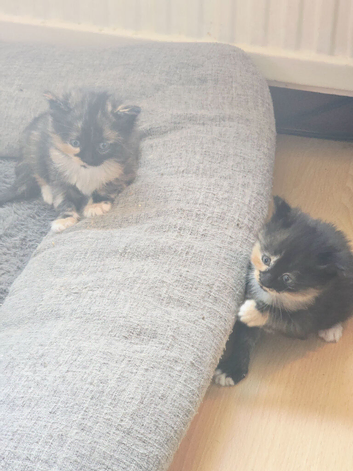 Kittens