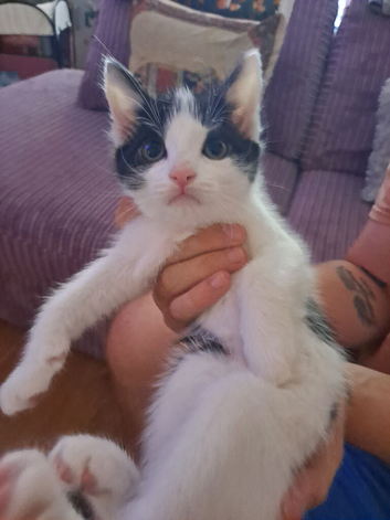 Kittens available now