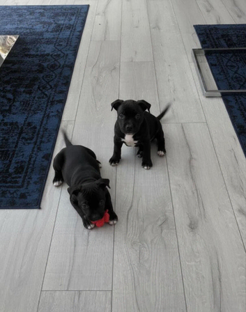 Staff puppies