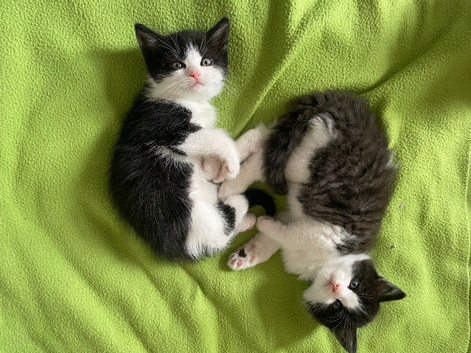 Persian x BSH kittens for sale