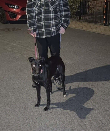 Whippet x bull