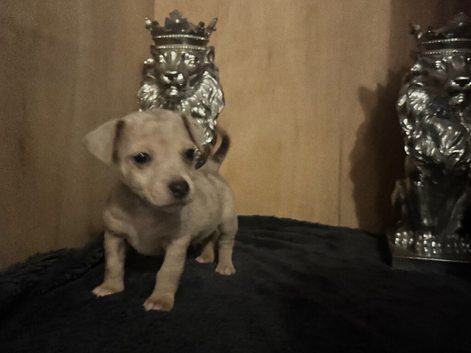 Jack Russel pups