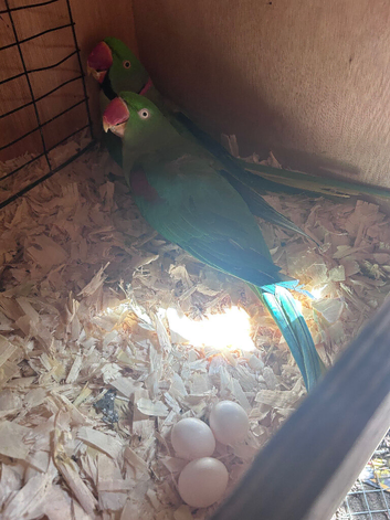 Alaxandrian breeding pair