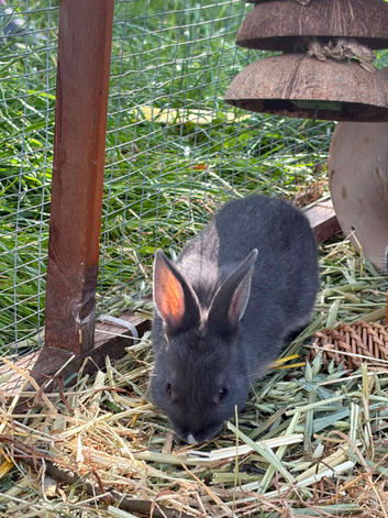 Dwarf/Dutch female