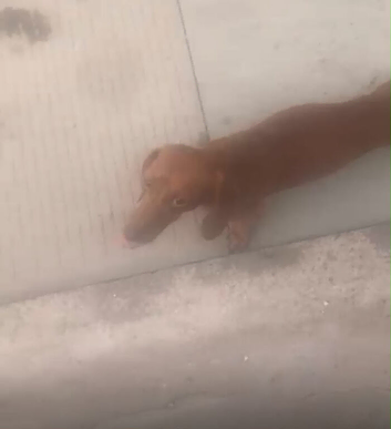 Ruby mini dachshund 550