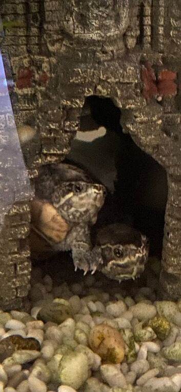 Young female Musk turtle