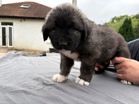 Coming soon! 7 beautiful, big, chunky pure bred Caucasian Shepherd pups for sale.