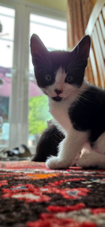 Kittens looking for their new home