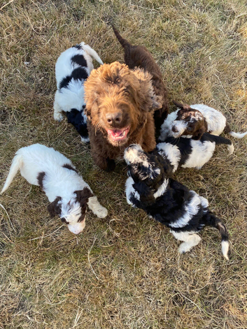 6 adorable super friendly Cockerpoo puppies