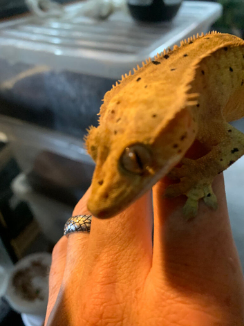 Dalmatian crested gecko adult male