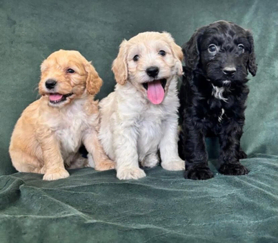Ready now - Gorgeous Cockapoo puppies mum is Show Cocker x miniature Poodle- Dad is a miniature Poodle - Puppies 3/4 Poodle