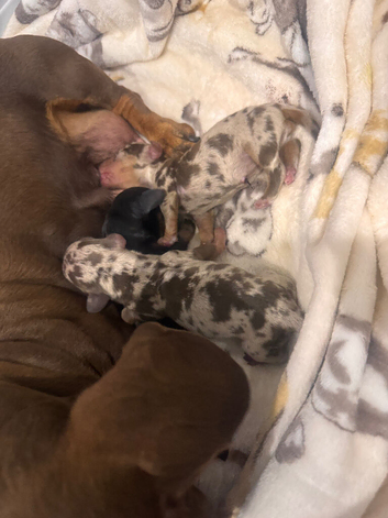Kennel club Miniature Dachsund puppies