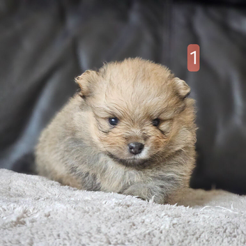 6 beautifull pomeranian baby's
