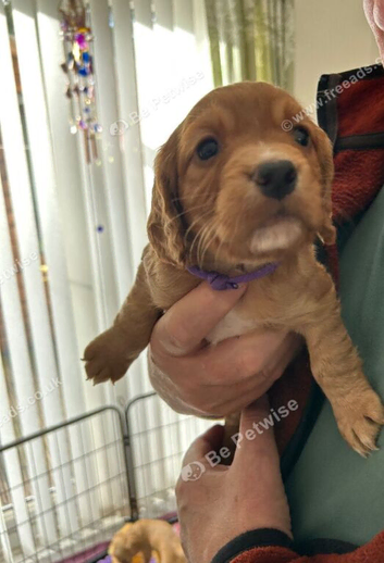 Cocker spaniel puppies