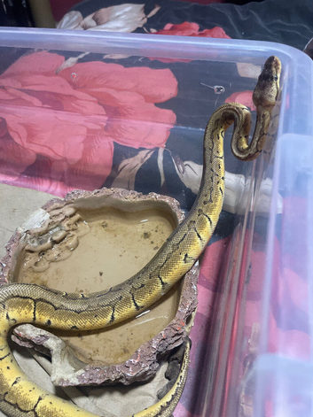 Royal python