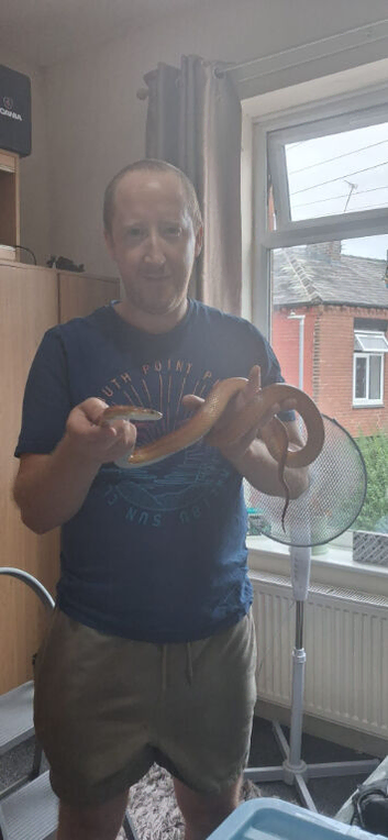 Bloodred corn snake