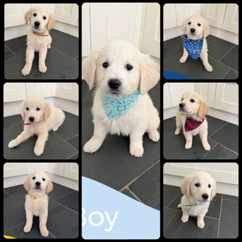 KC registered Golden Retriever Puppies