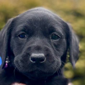 Last Two! Super RKC black lab bitches