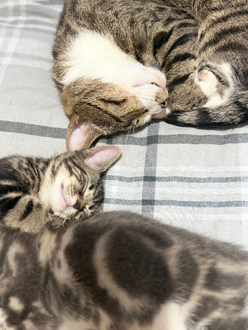 Beautiful Bengal x kittens