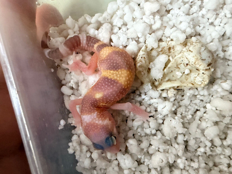 Leopard gecko babies