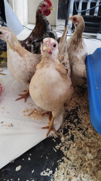 2x trio of serama the world smallest chicken
