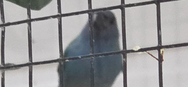 Forbes parrot finches