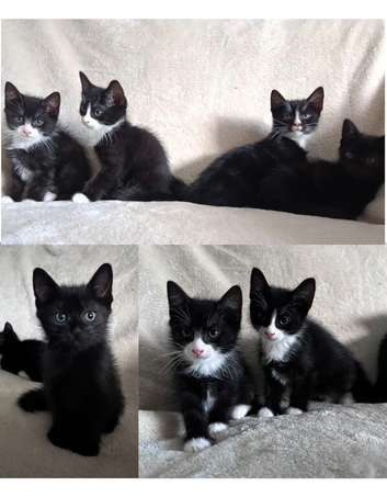 Kittens