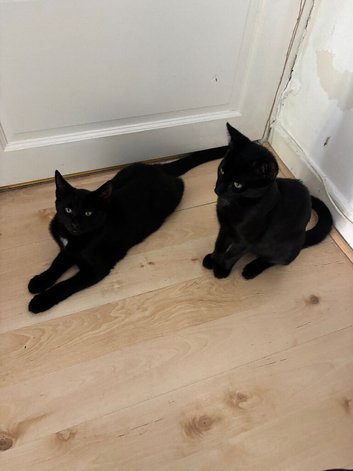 Two Lovely Black Kittens &ndash; Friendly & Beautiful