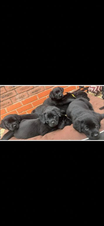 Lab X rottie pups