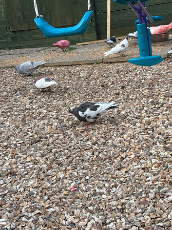 Rolling pigeons