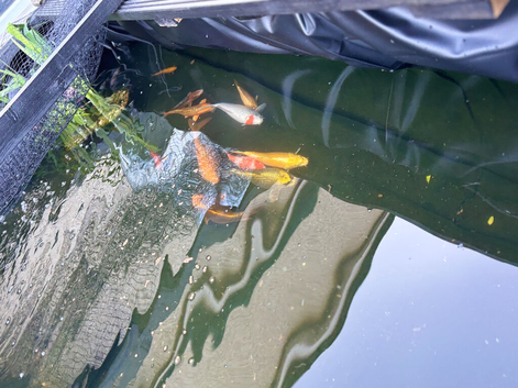 Koi carp and gold fish for sale