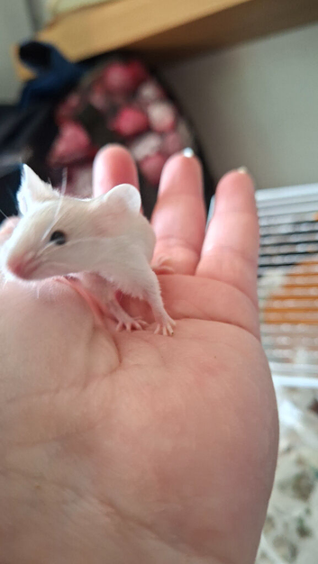 Baby male mice available.