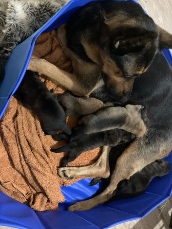 4 Amazing GSD Puppies Ready To Go