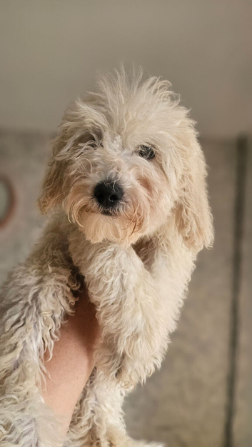 Toy Goldendoodles ~ READY TO LEAVE (UPDATED INFORMATION)