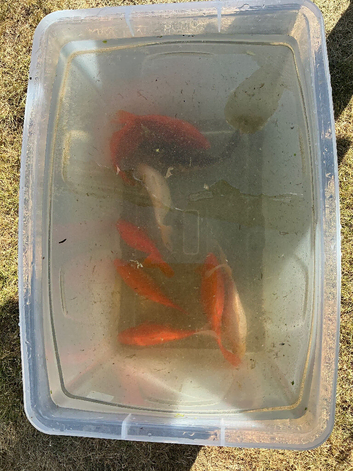 8 large goldfish for sale