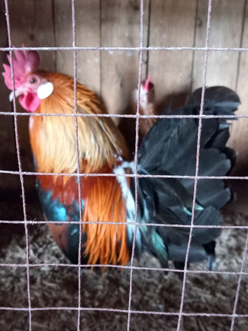 Gold Dutch Bantam