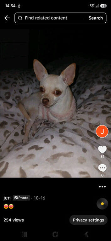 Female.chihuhua