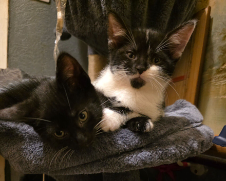 Lovely kittens